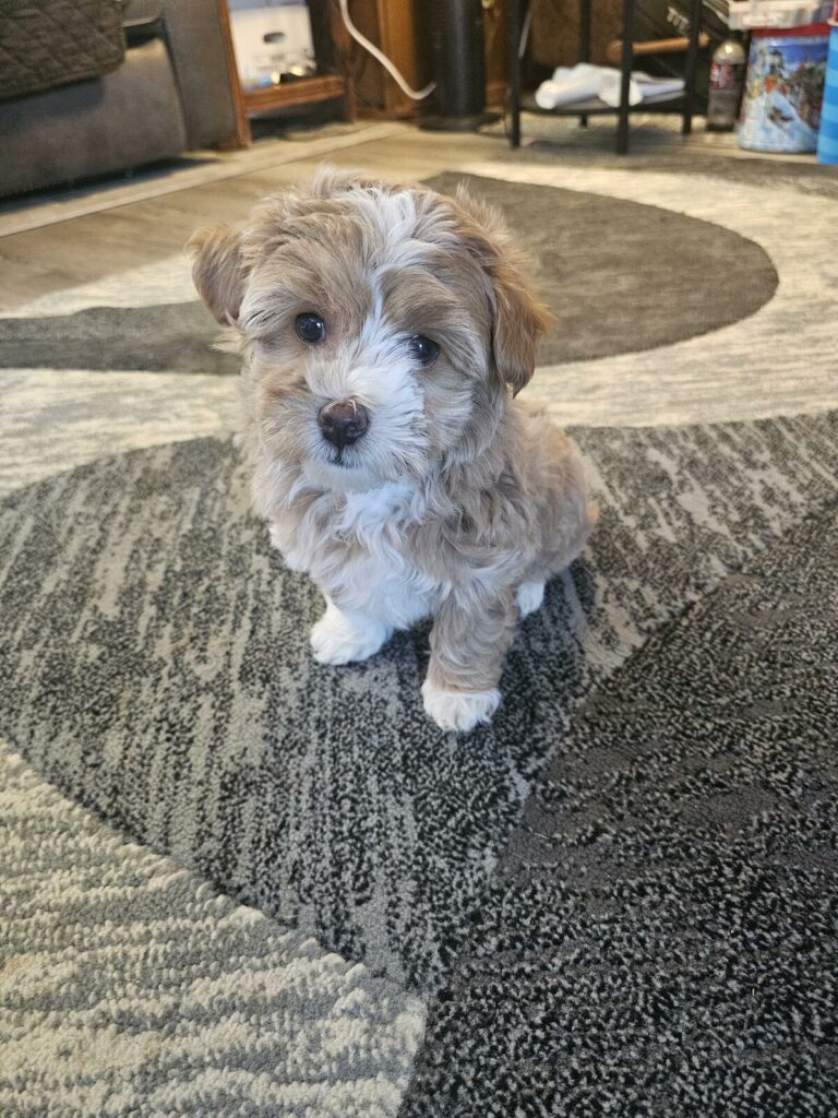 Maltipoo