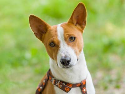 Basenji