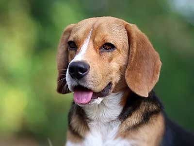 Beagle