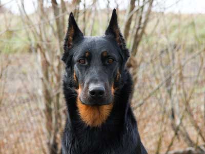 Beauceron