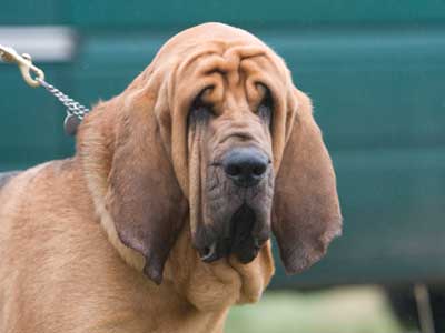 Bloodhound