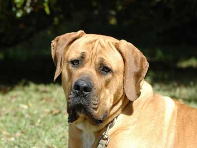 Boerboel