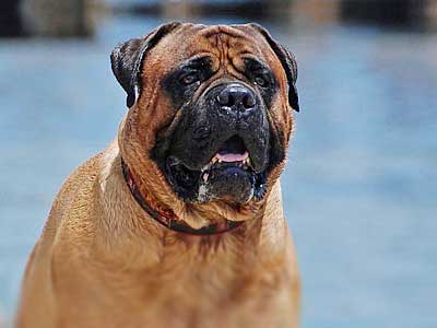 Bullmastiff