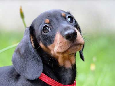 Dachshund