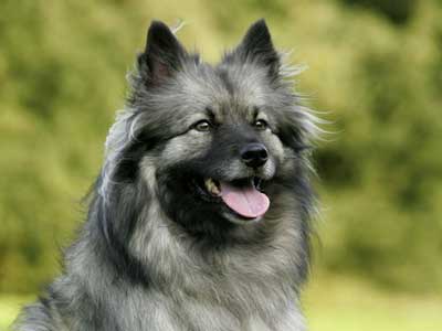 Keeshond