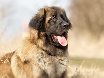 Leonberger