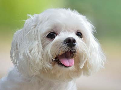 Maltese