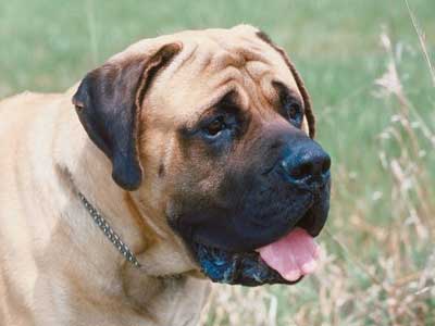 Mastiff