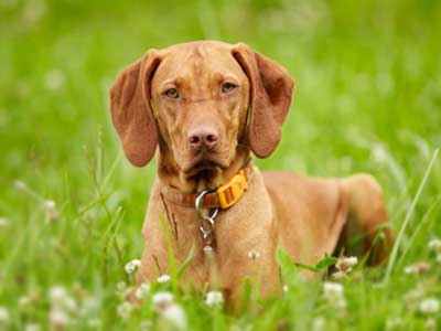 Vizsla