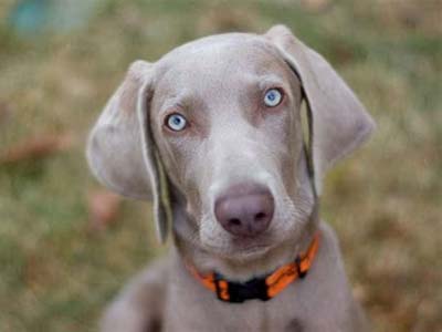 Weimaraner