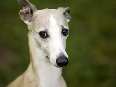 Whippet